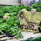 Our fairy houses are so popular! They look best when hidden away so curious eyes have to discover them 🧚🏼‍♀️ 🔮 @kiernans.gardencentre have a few left in stock! The solar panels make them come alive at night 💖
.
.
#fairys #fairyhouses #fairygarden #ornaments #ornamentalgarden #gardendesign #landscapes #gardening #gardeninspo #irishgarden #lemonfield #pots #pottery #ceramics #spring #exteriordesign #exterior