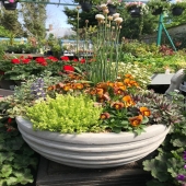 Our Fiber-Cement Bowl used to create this beautiful display @vaughansgardenflorist 
See the full range www.lemonfield.ie 
 #lemonfield #pots #planters #garden #gardening #irishgarden #irishgardendesign #gardendesign #exteriordesign #ceramics #pottery #supportlocal